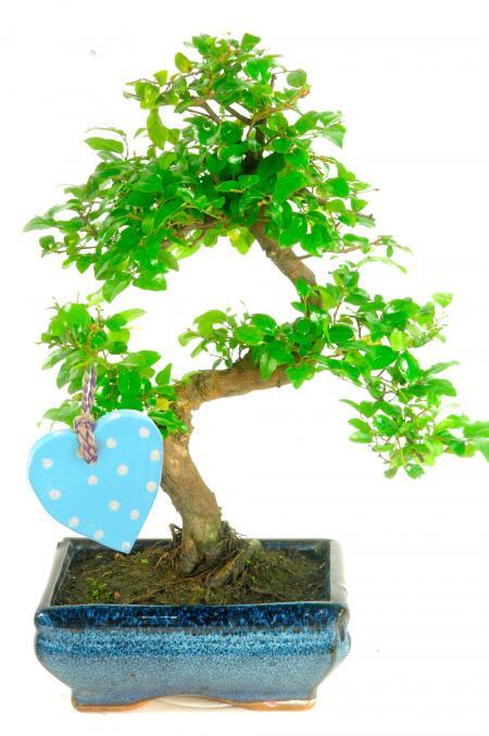 Celebrate new beginnings with the fruiting Chinese Sweet Plum bonsai tree | FREE next working day delivery across the UK – blue heart included