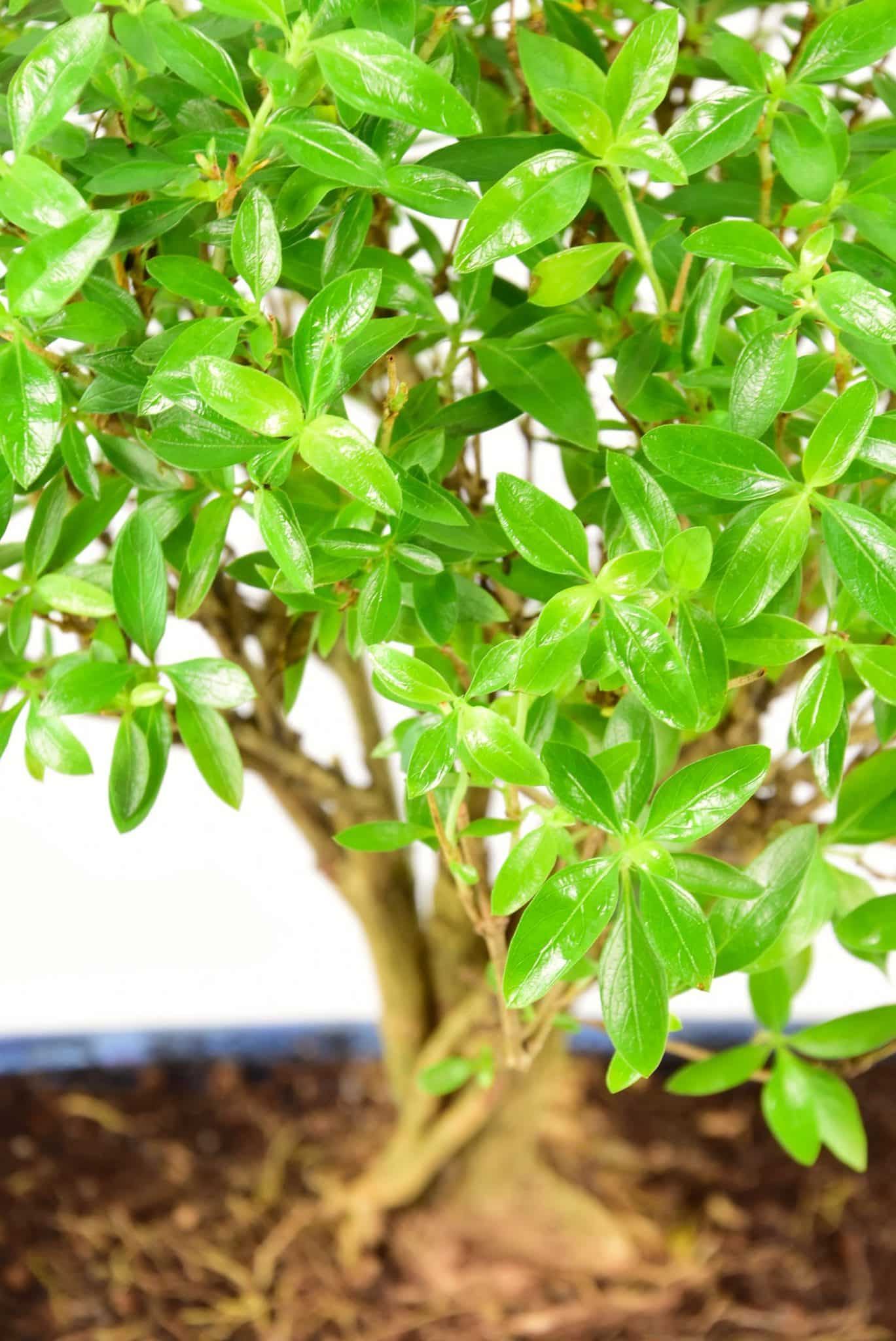 Wonderful flowering indoor bonsai