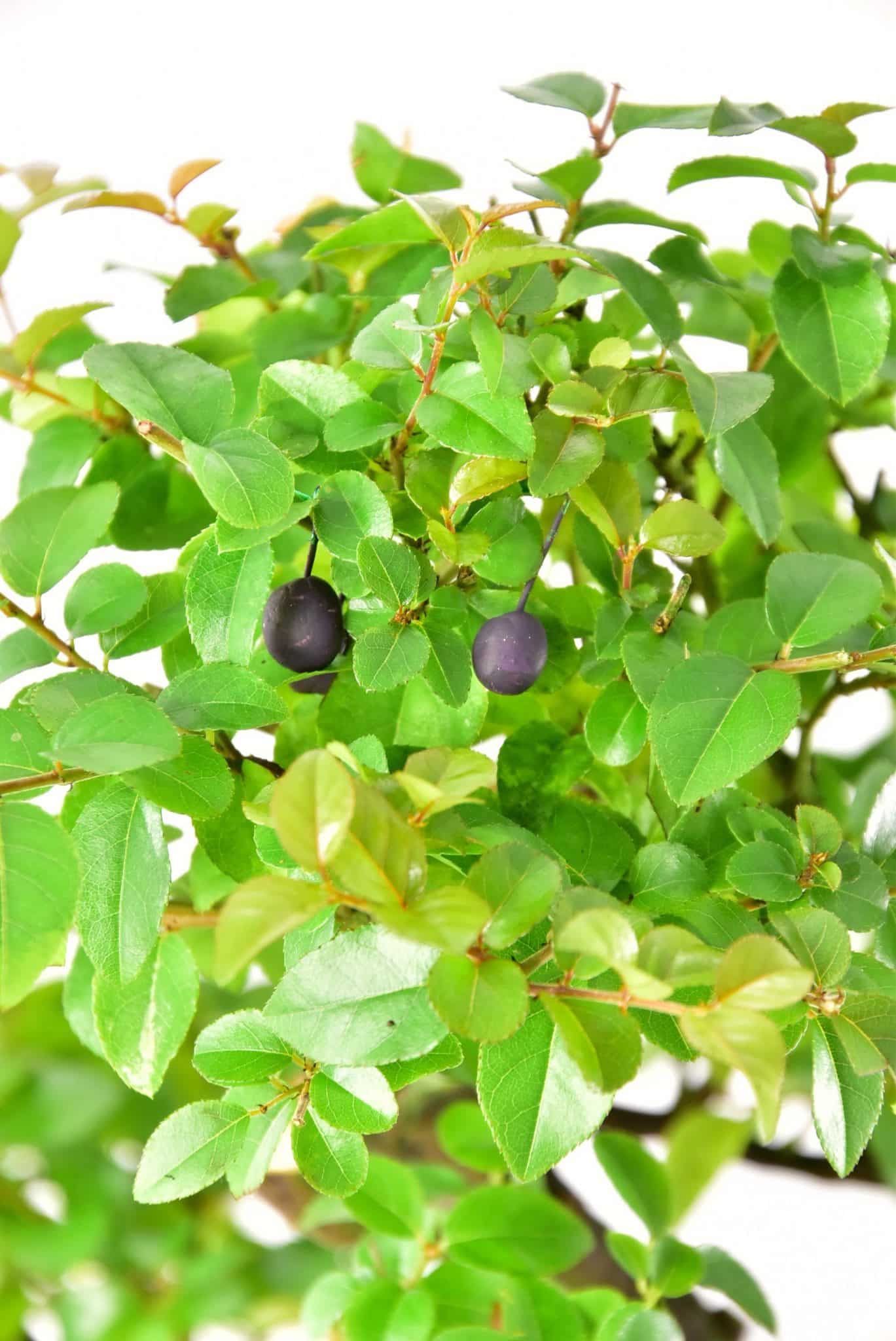 Lovely little fruits and flushed red leaves