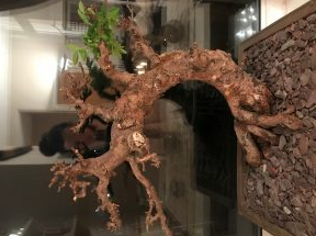 Question about large Chinese Elm bonsai tree