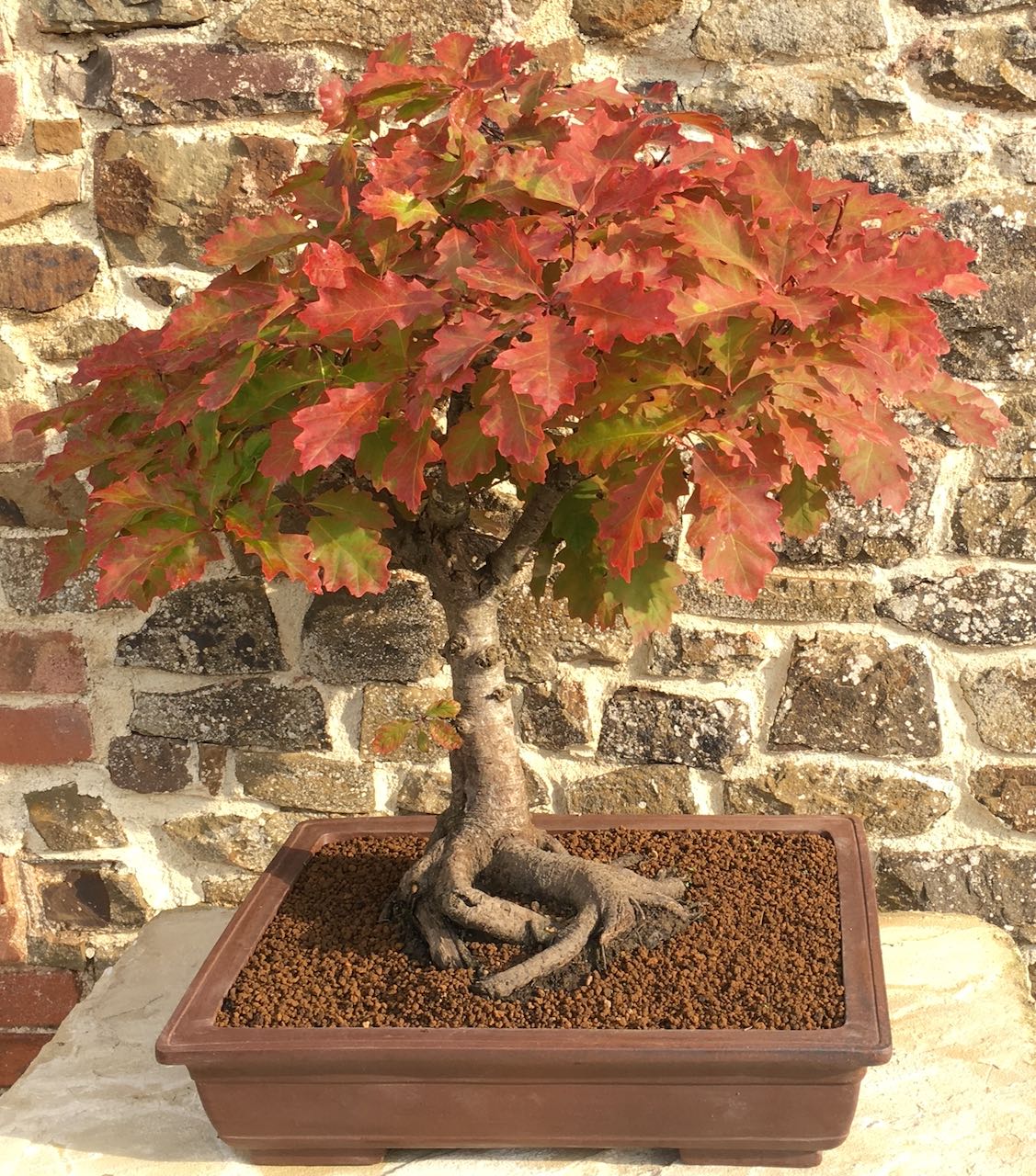 Now With Autumn Colours