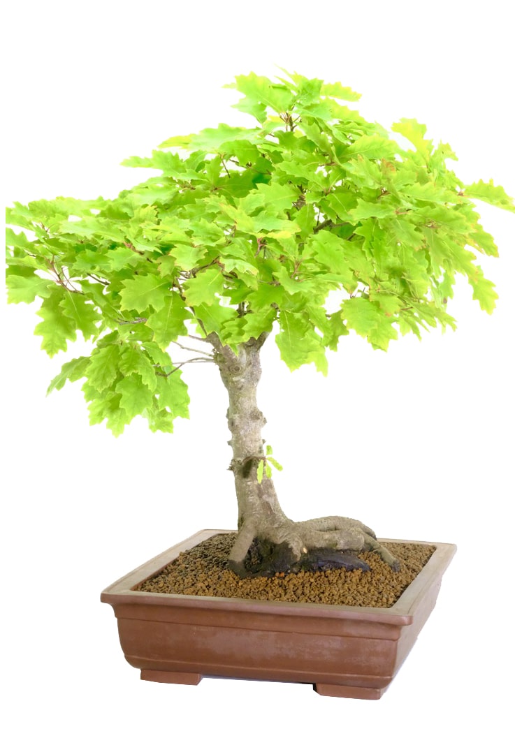 Extra large, impressive and empowering