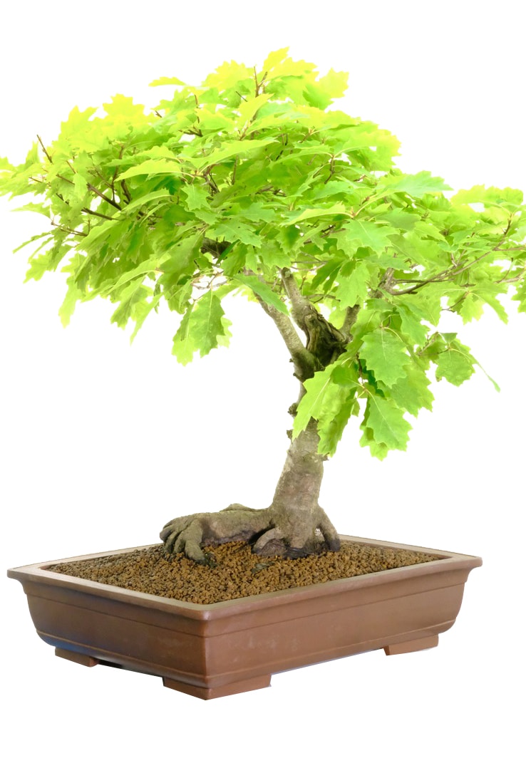 Powerful and commanding in every way