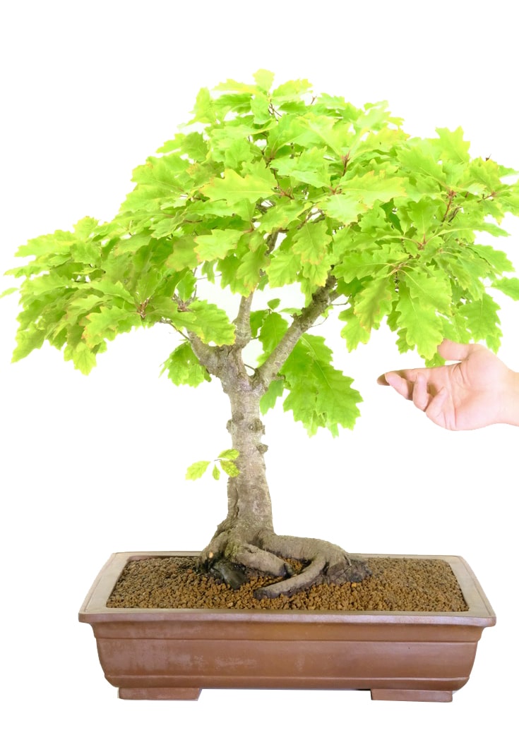 A phenomenal Oak bonsai for sale