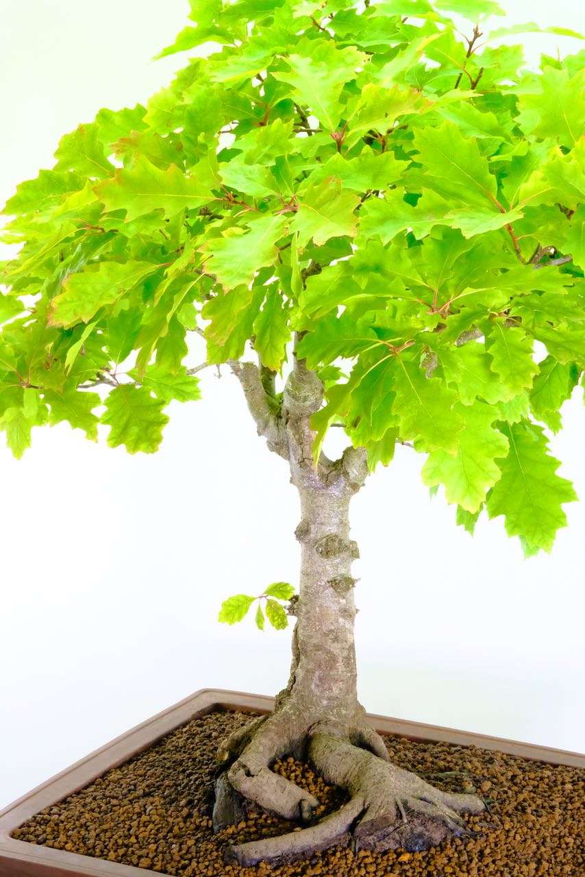 Very strong trunk flow