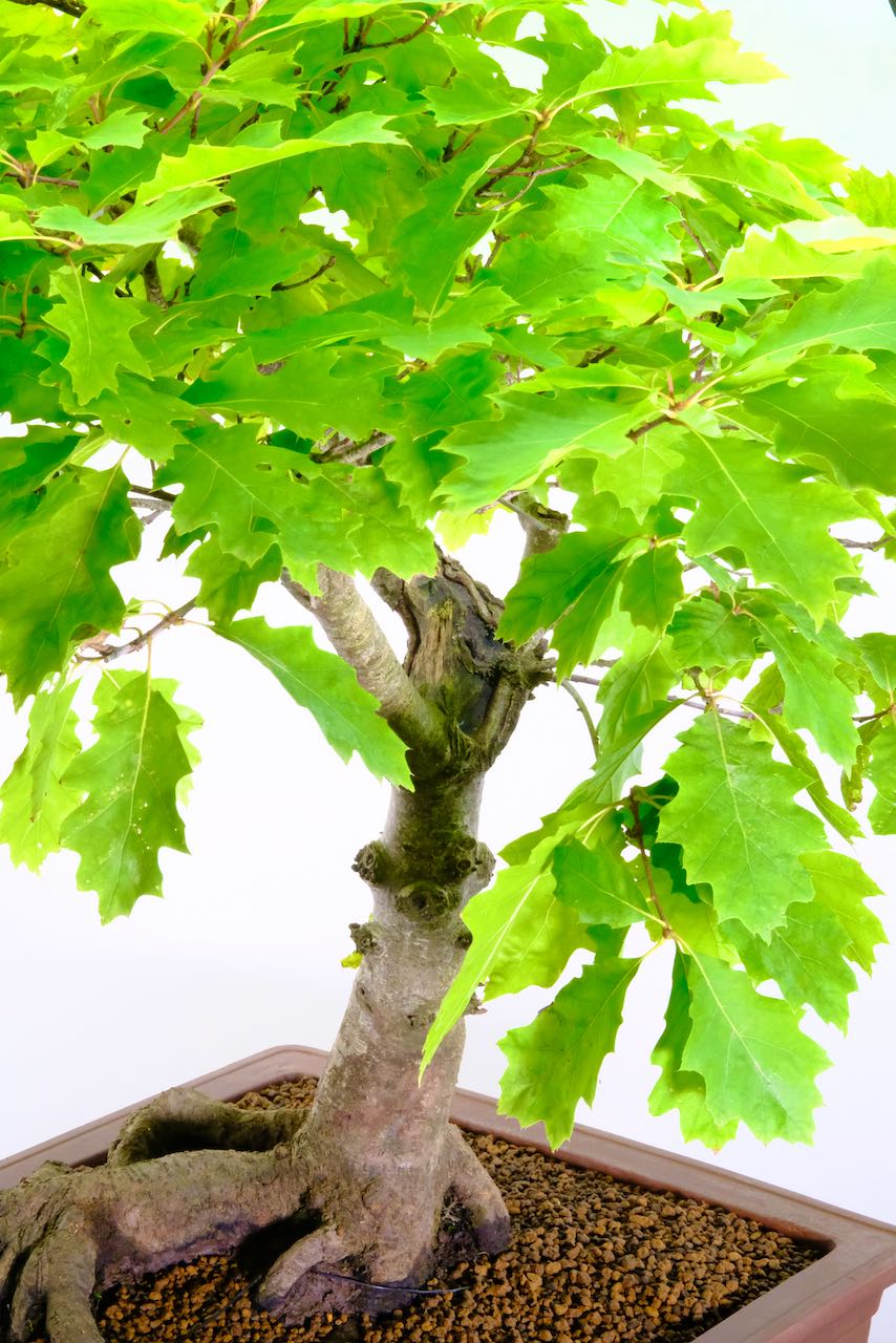 Beautiful bobbed leaves which turn scarlet in autumn