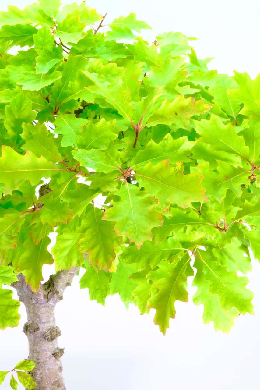 A lush and full huge canopy of leaves