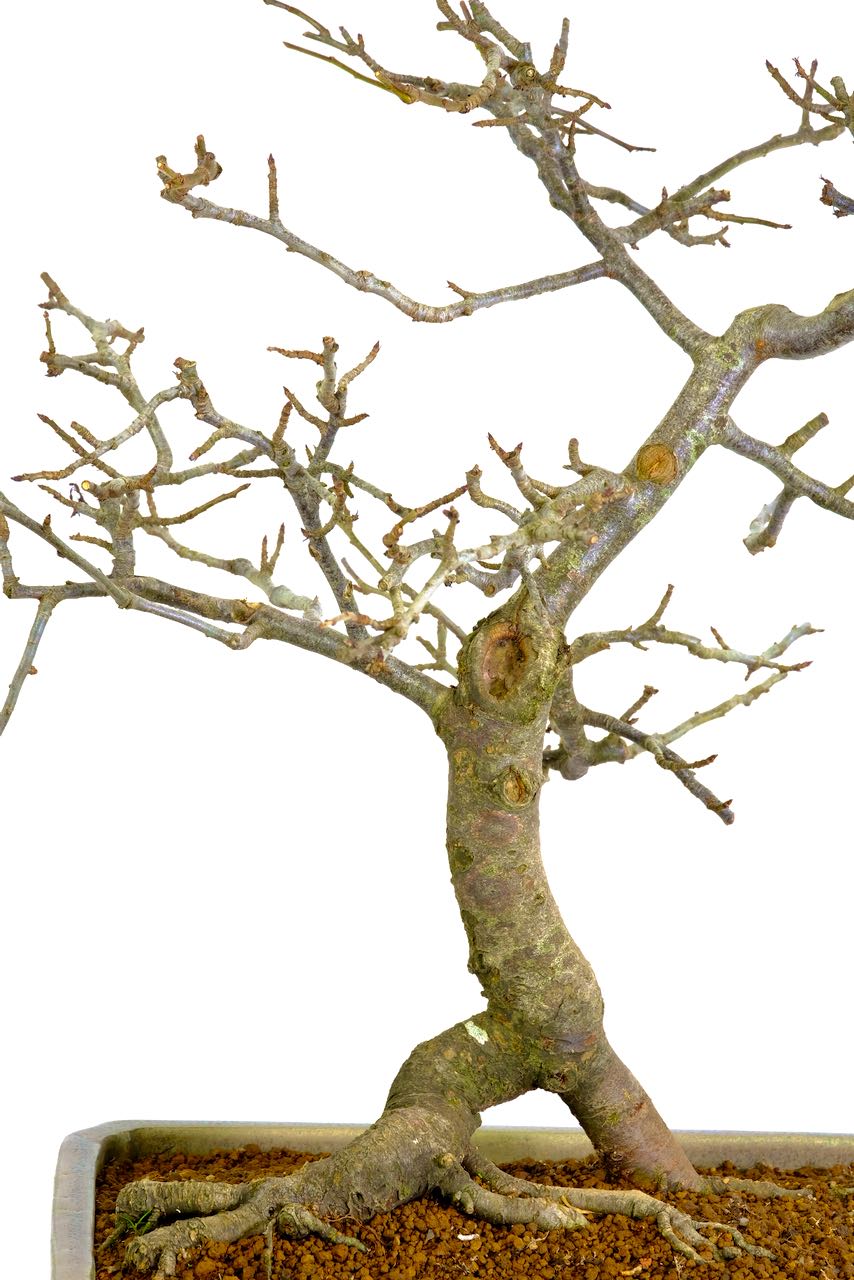 You can truly appreciate its design in the deciduous state