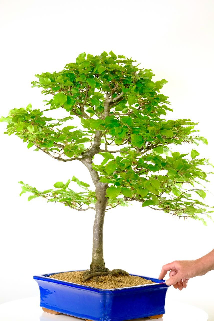 Huge Japanese White Beech Bonsai - Sensational Amazing Spectacular