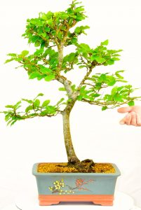 Fagus crenata outdoor bonsai for sale