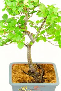 Beautiful exposed roots on this mature Fagus crenata