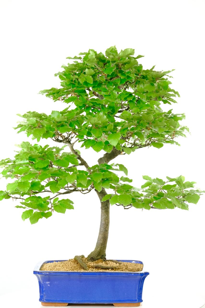 A most magnificent Beech Bonsai which originated in Japan