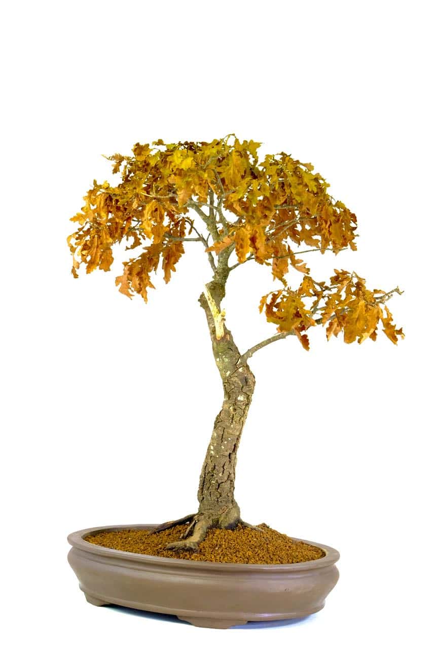 You can truly appreciate its design in the deciduous state