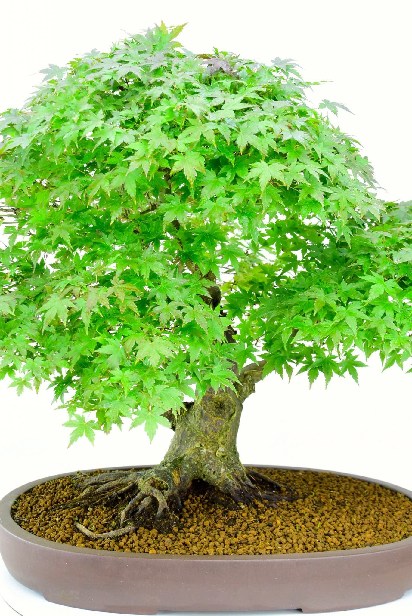 Palm shaped leaves with 5 points