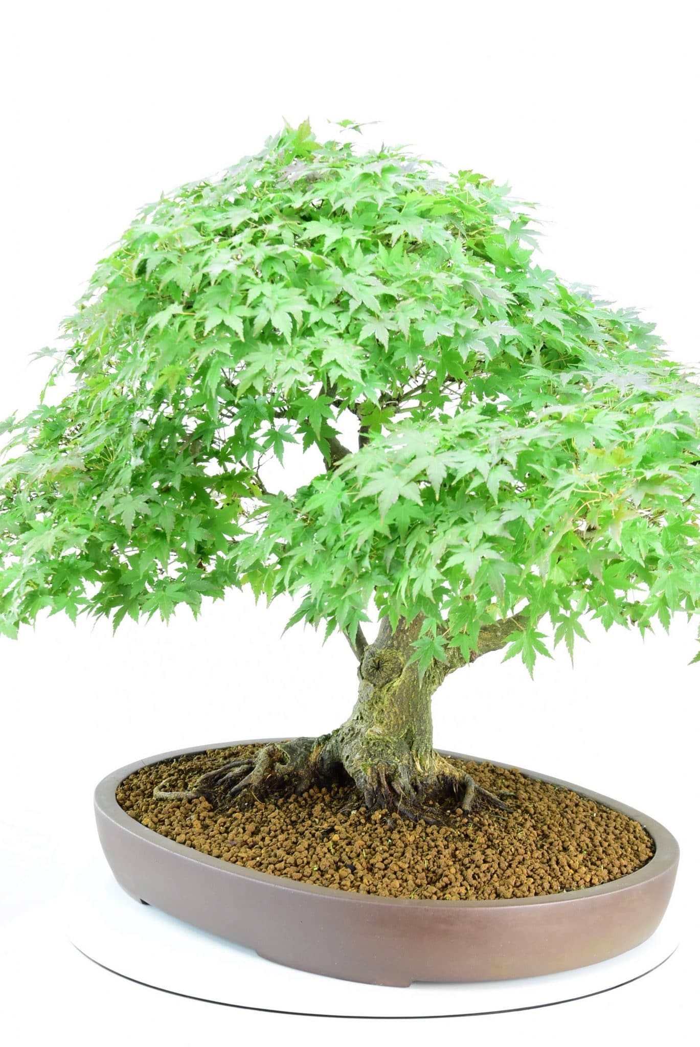 Outstanding Japanese maple specimen bonsai for sale