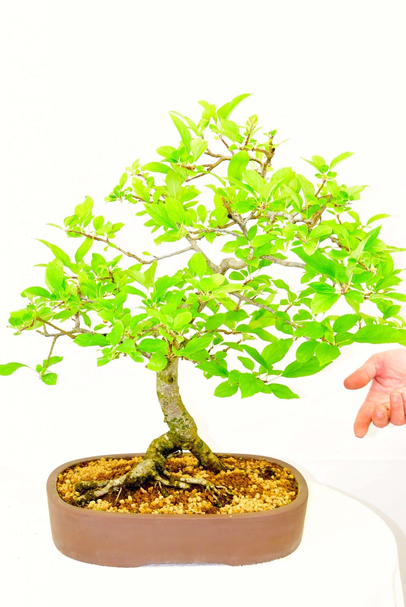 Crab apple with white flowers