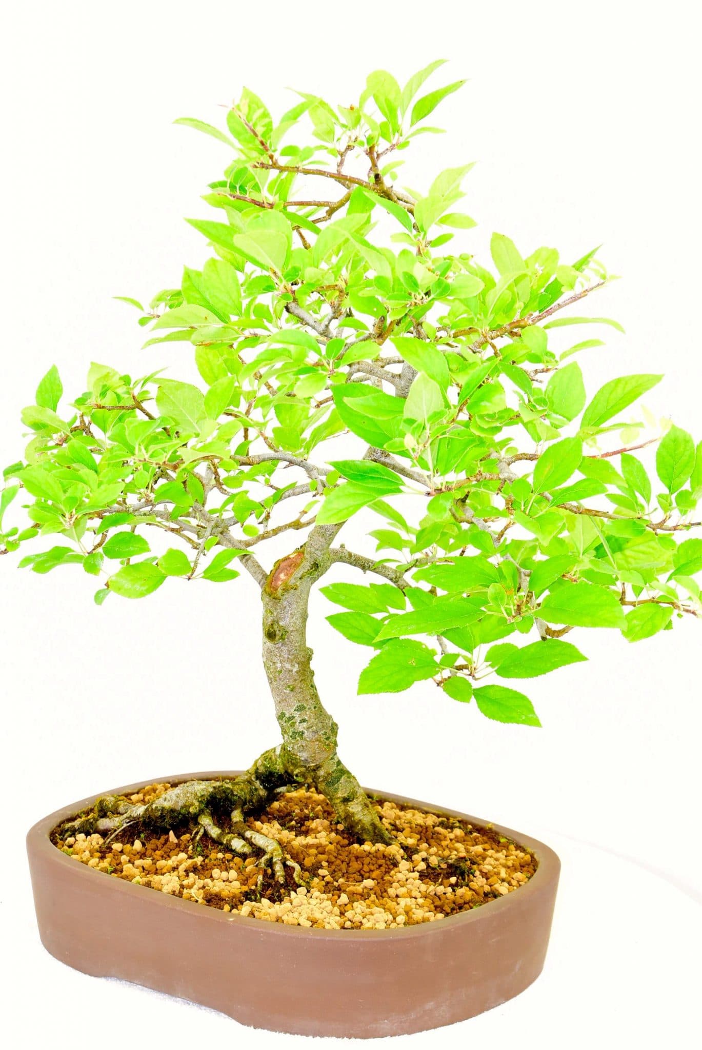 Aged tree with beautiful structure