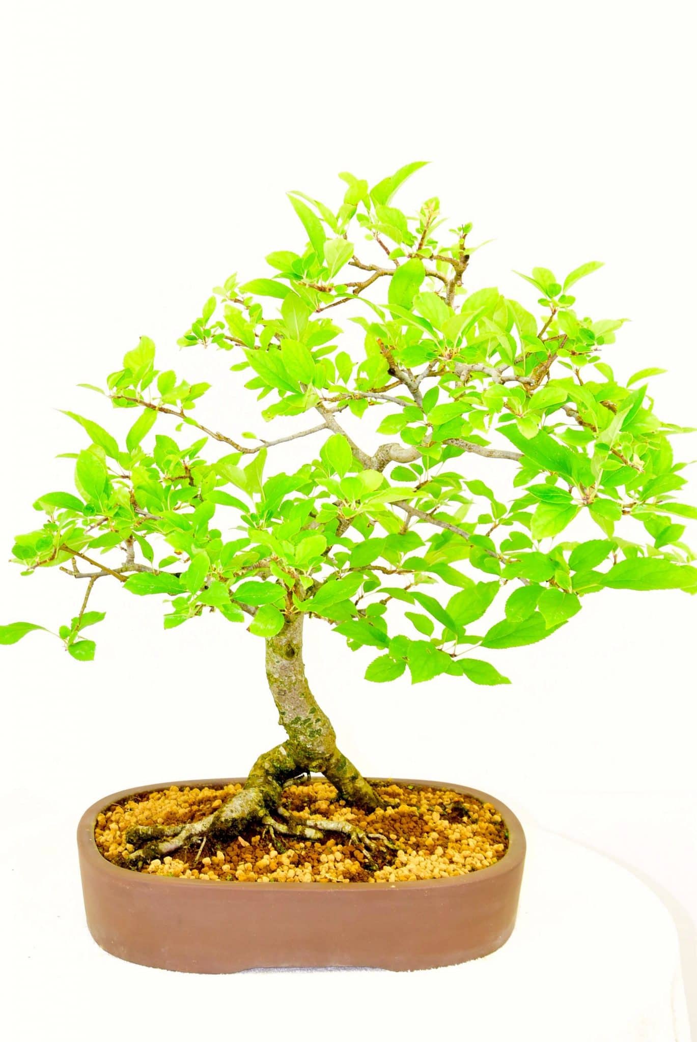 Crab Apple blossom bonsai for sale - extremely large