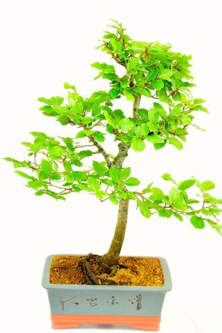 Lovely taper & free delivery to London