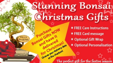 Christmas bonsai gifts