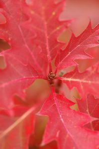 Top tips from Bonsai Master Lloyd Noall - Growing bonsia in autumn