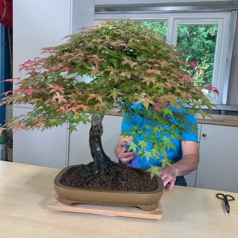 Maple bonsai tree