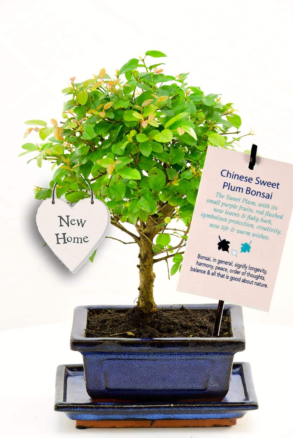 Fabulous bonsai house warming gift which symbolises new beginnings