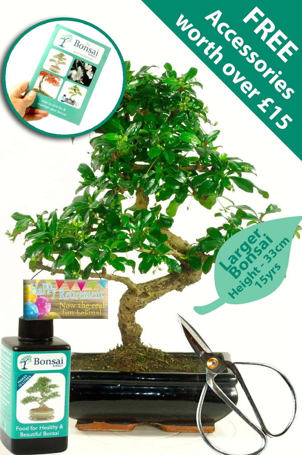 Retirement indoor Fukien Tea Tree bonsai for sale UK