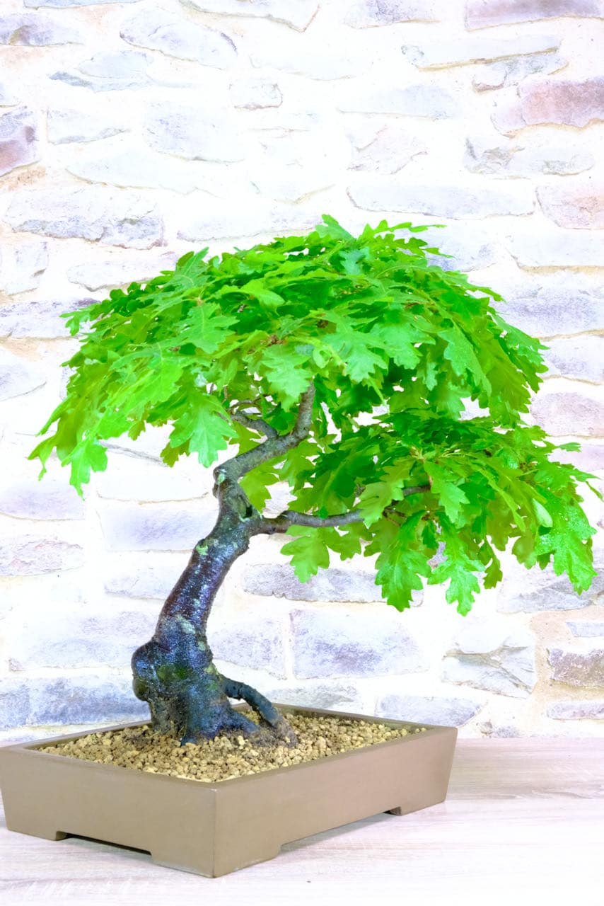 Japanese style unglazed ceramic pot - clean lines