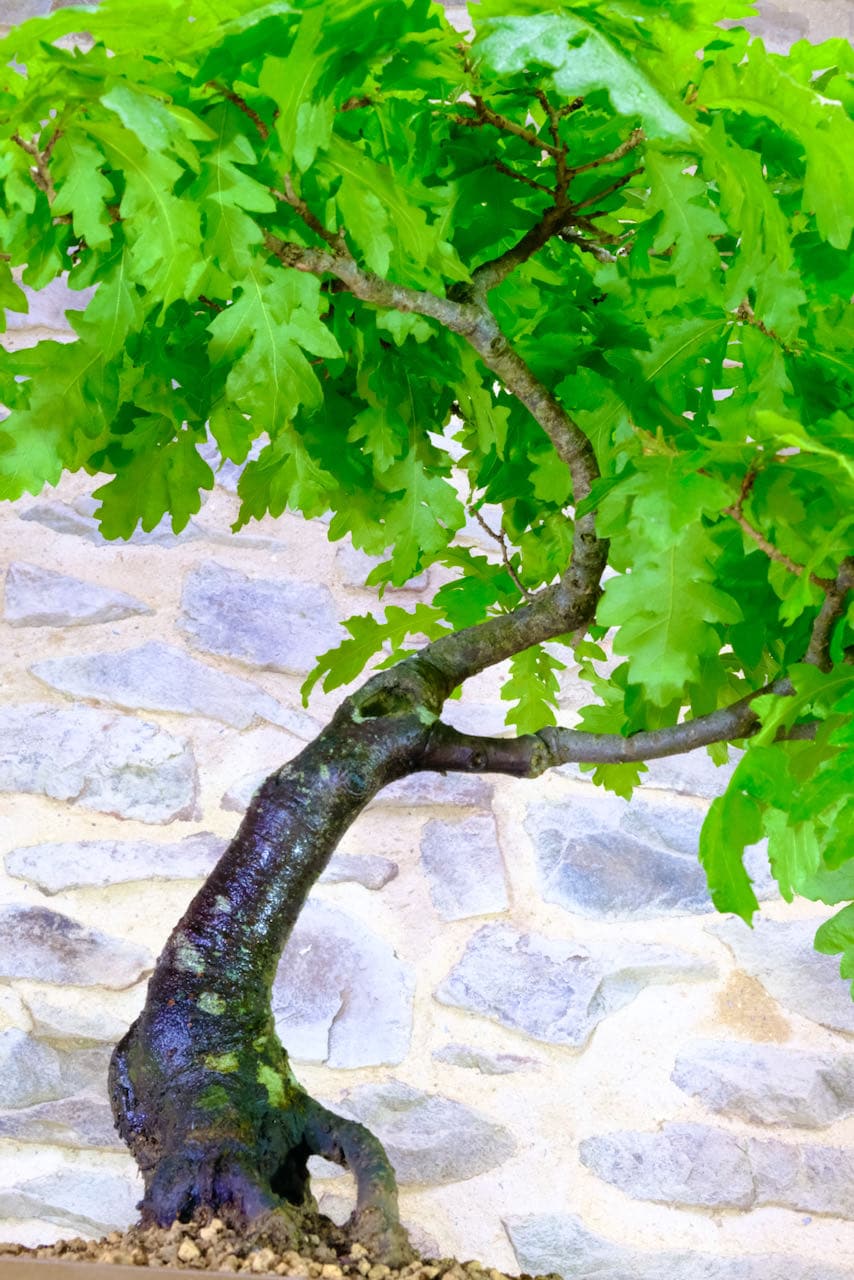 The taper on the trunk is superb