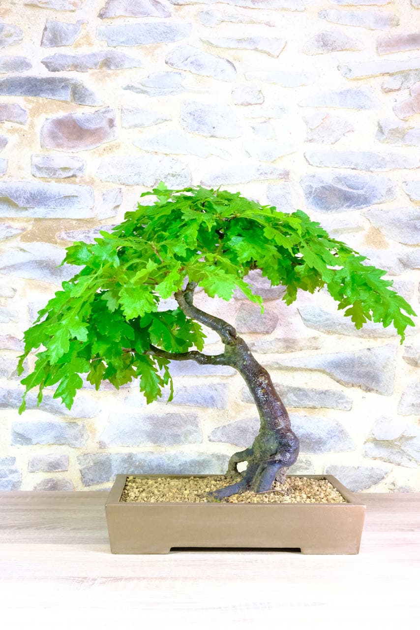 Spectacular Turkey Oak - Mature and powerful