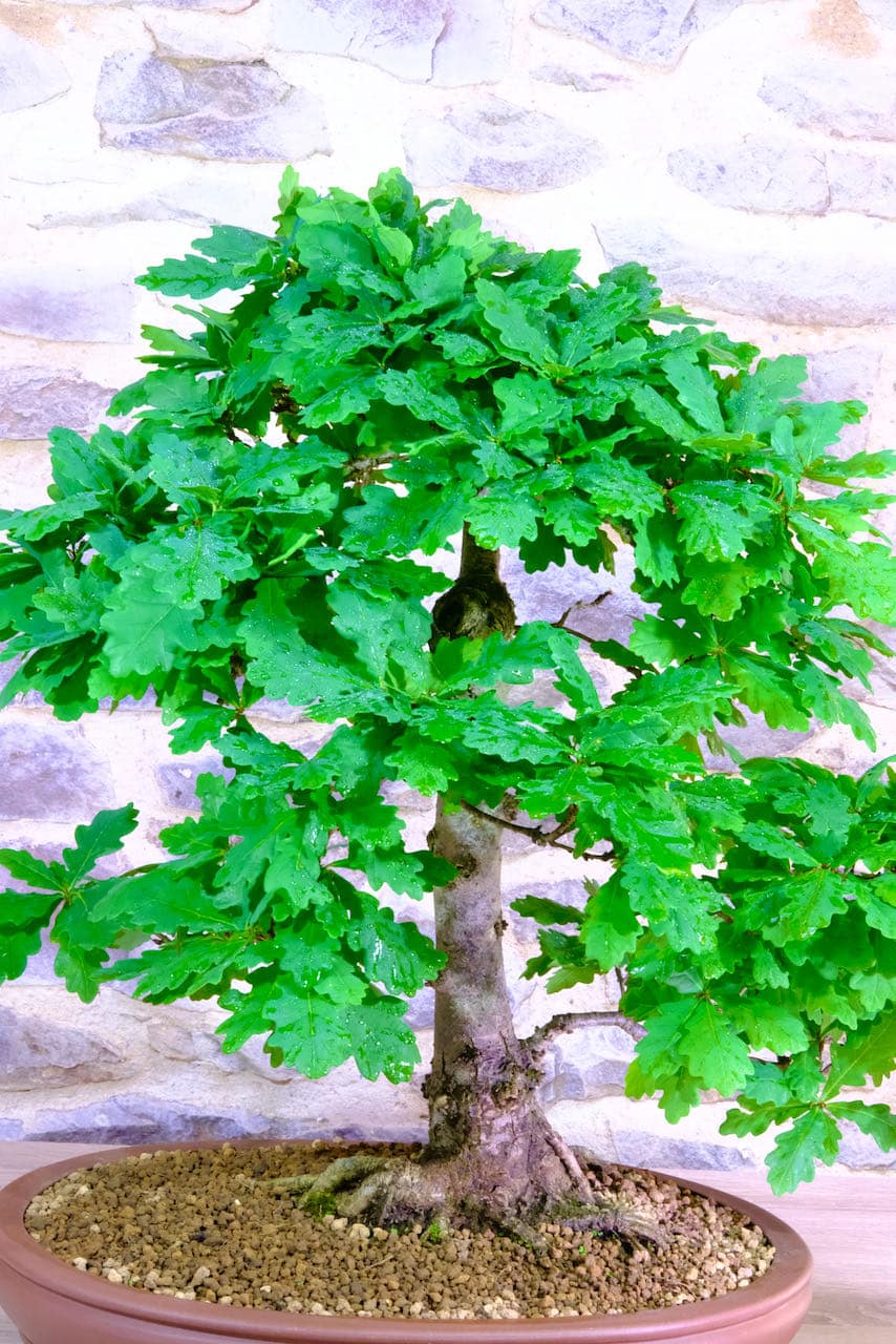 Specimen English Oak tree for sale