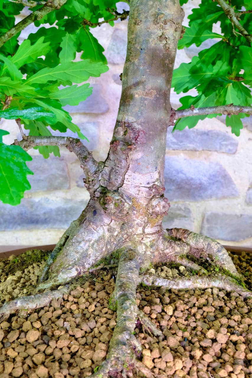 Excellent root flare - nebari