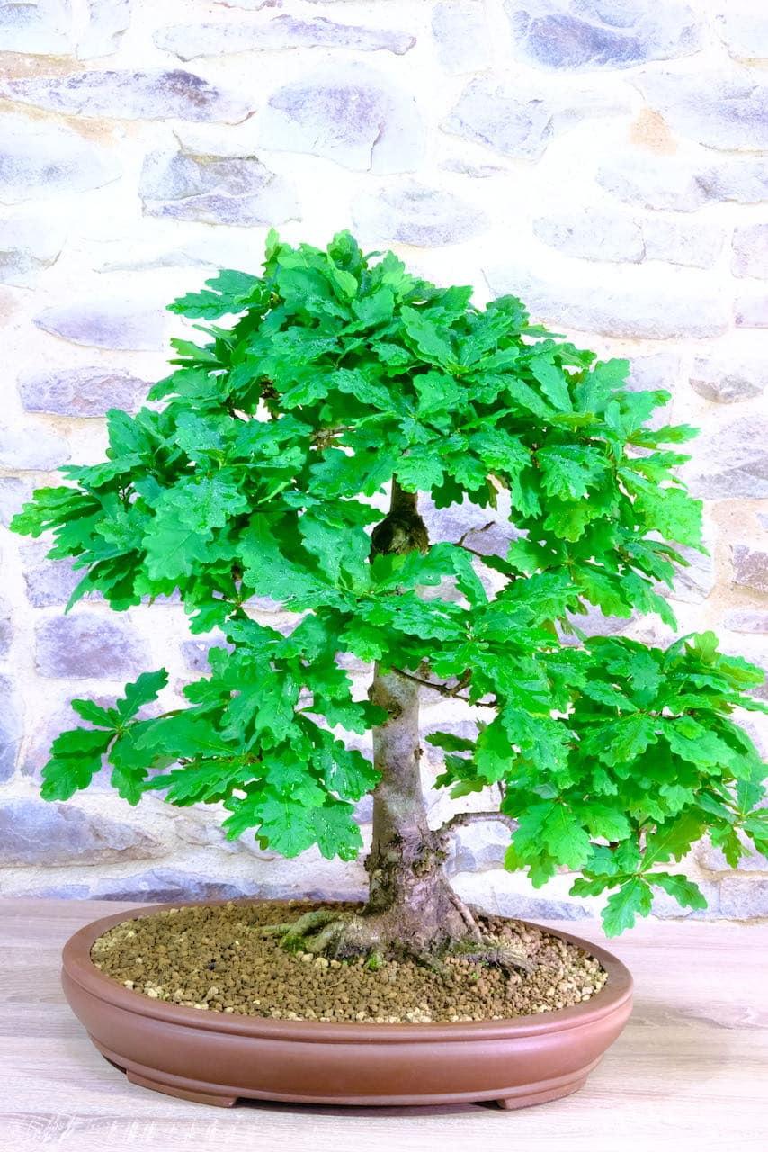 Phenomenal mature 33 years old English Oak bonsai tree