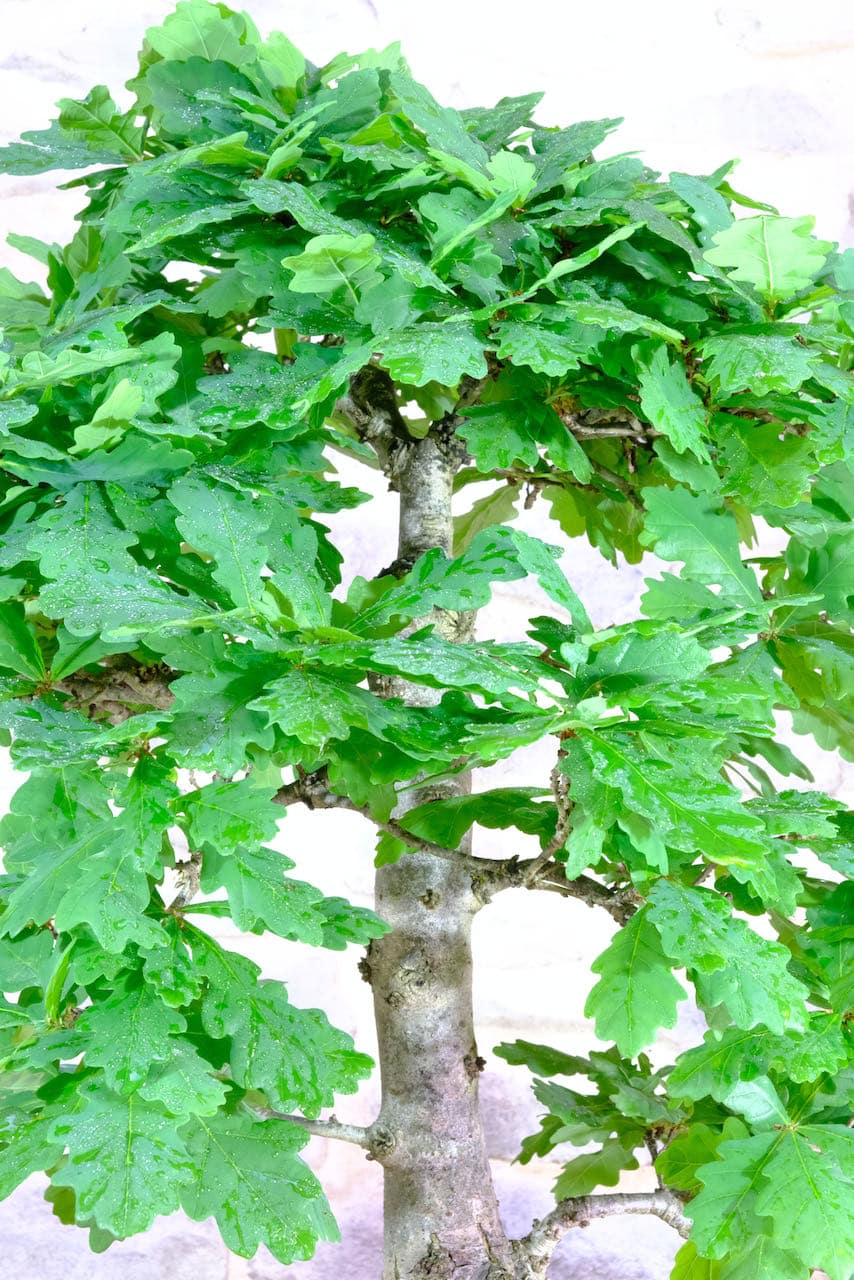 Strong stature and powerful roots