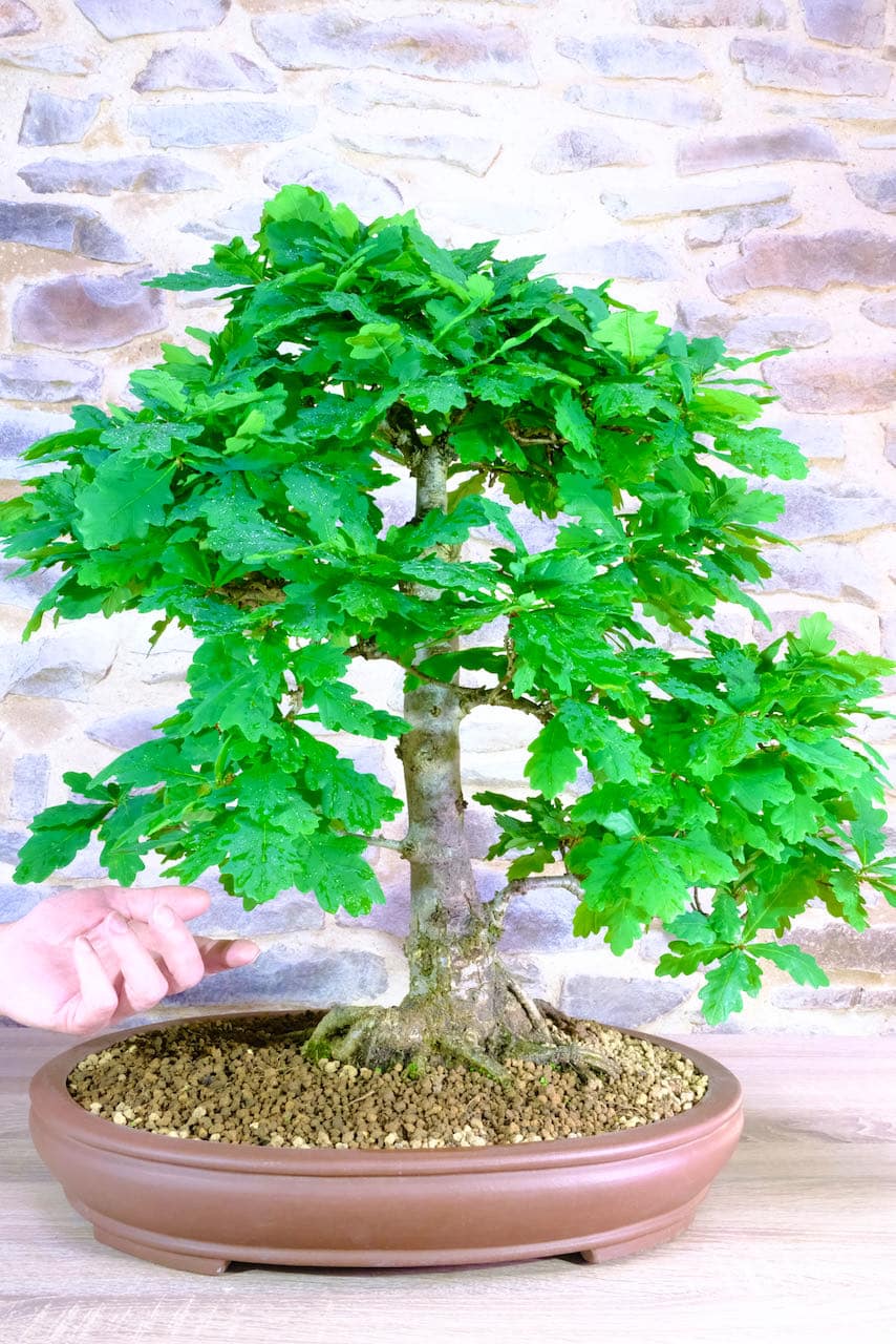 An exemplary Quercus roubar woodland tree for sale