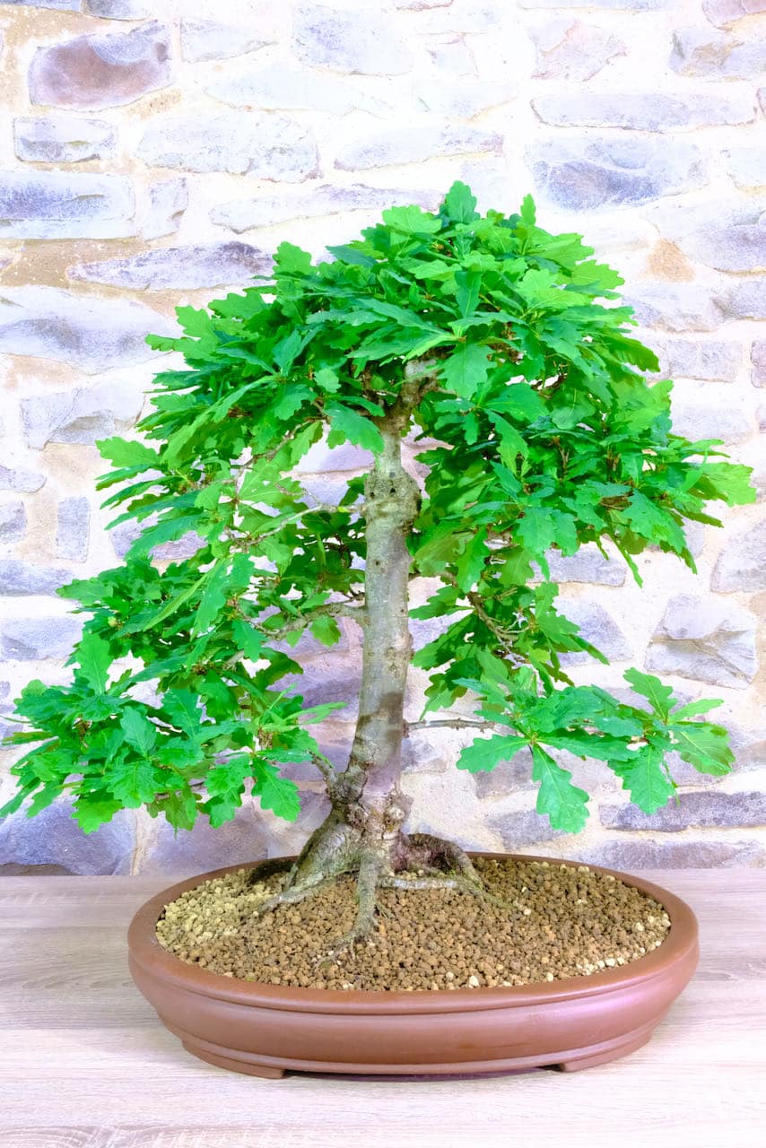 Extremely beautiful artistic specimen