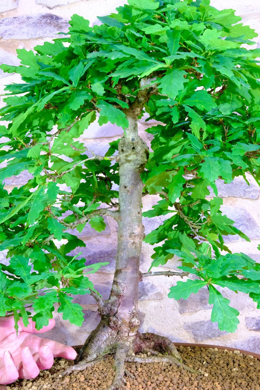 The Oak is one of our favourites