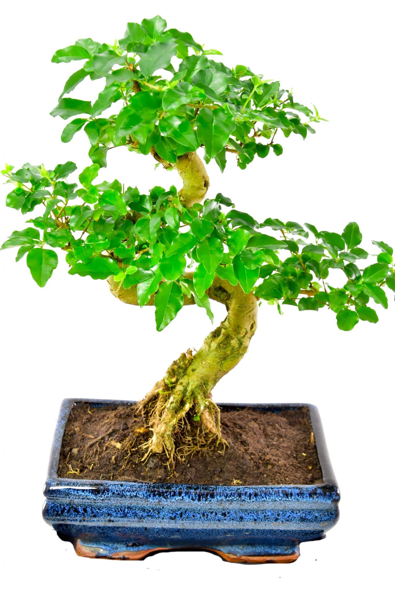 Beginners medium sized twisty bonsai tree for sale