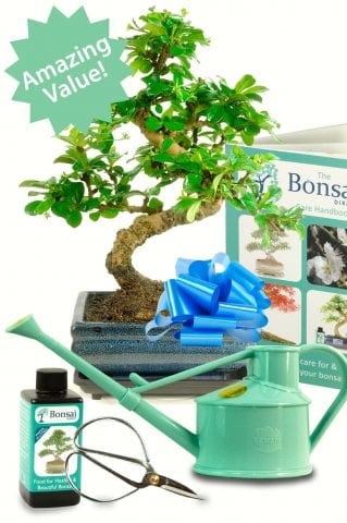 Mid sized Tea tree indoor bonsai kit for sale