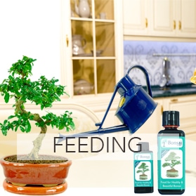 Feeding Bonsai feeding accessories for sale