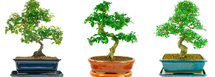 Help me choose my indoor bonsai tree