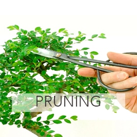 Pruning Bonsai pruning tools for sale
