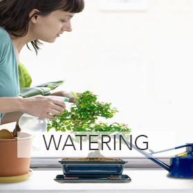 Watering Bonsai watering accessories for sale