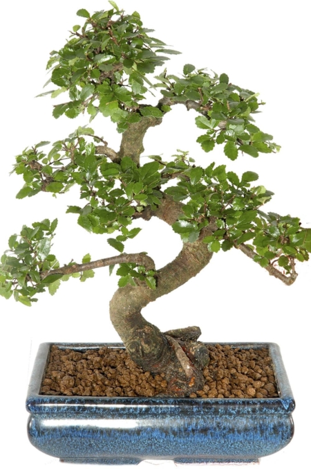 Special Offer Beginners Indoor Bonsai ~ Chinese Elm 12 years old