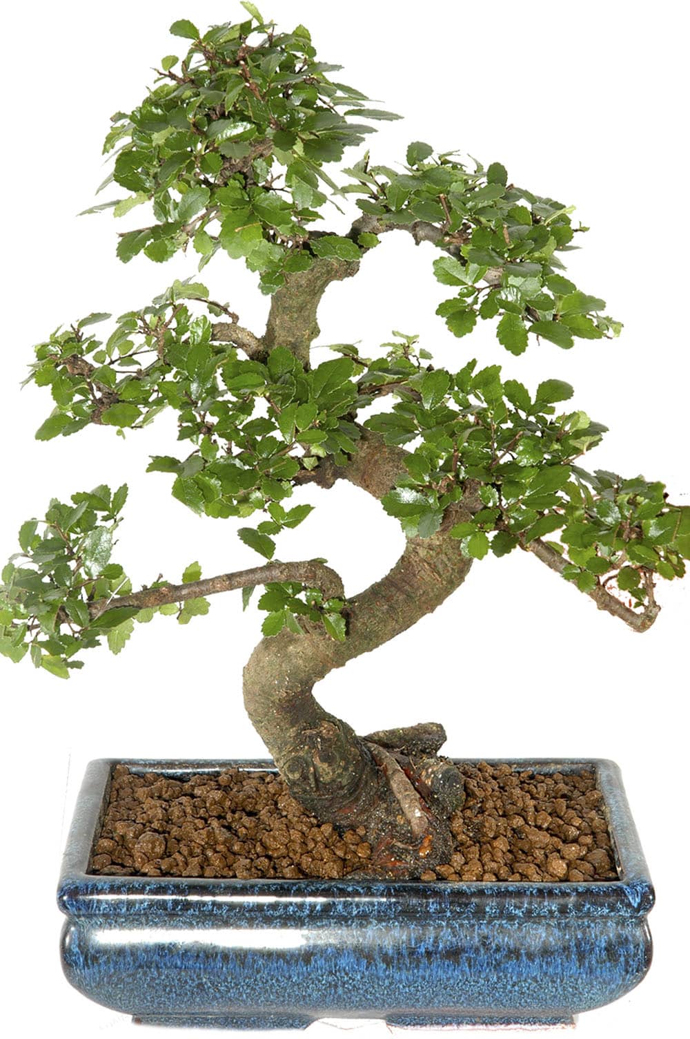 Special Offer Beginners Indoor Bonsai ~ Chinese Elm 12 years old
