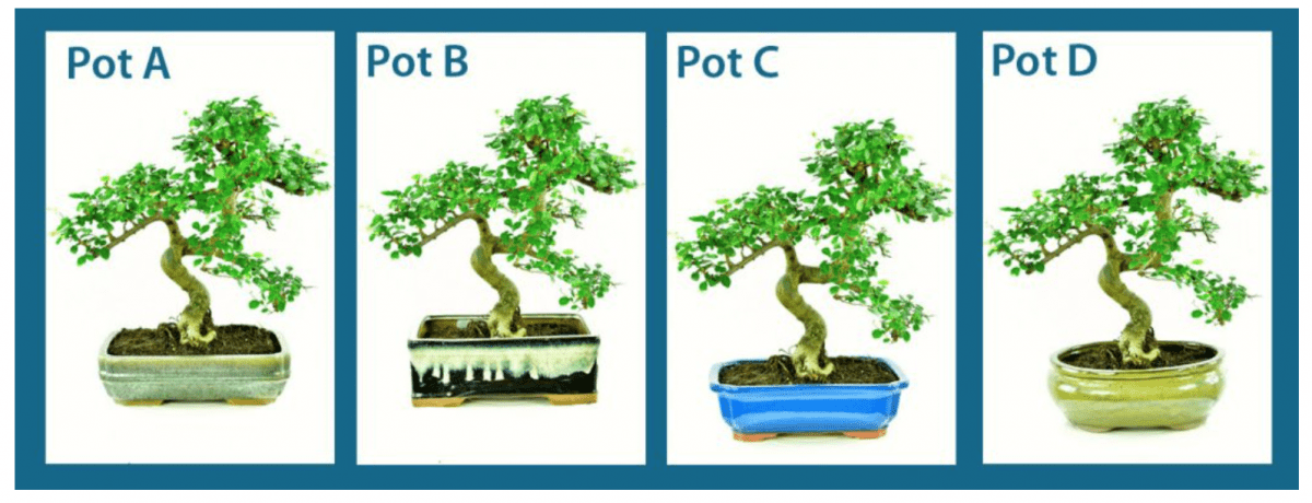 This is the same bonsai tree photographed in four different pots so that you can appreciate how the pot affects the aesthetics of the overall bonsai.