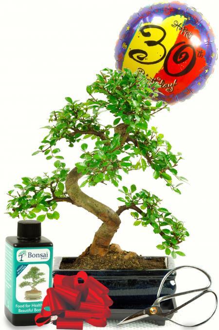 16th, 18th, 21st, 30th, 40th, 50th, 60th, 70th or 80th Birthday Bonsai Kit with accessories