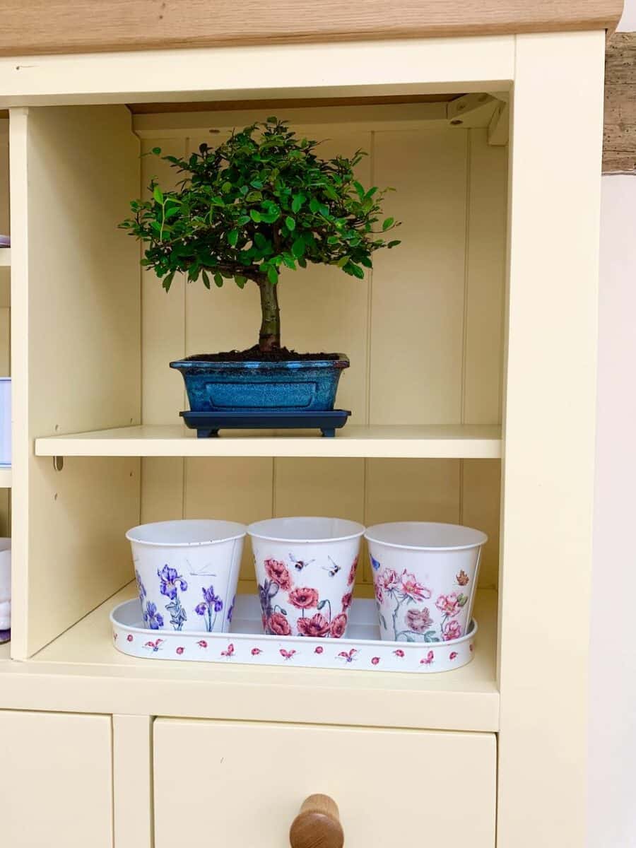 A very pretty indoor bonsai - ideal for a shelf of windowsill