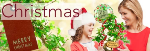 Christmas bonsai tree gifts for sale UK
